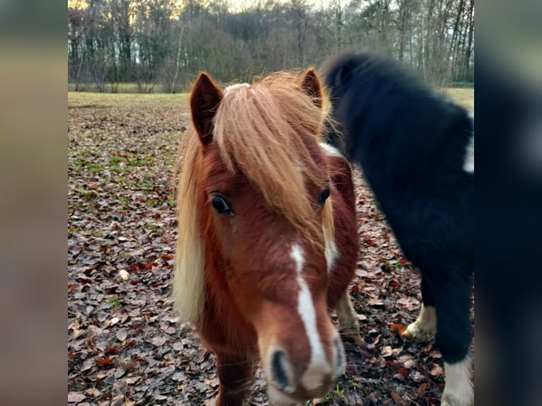 Shetland Ponys Hengst 2 Jaar 100 cm Tobiano-alle-kleuren in Hörstel