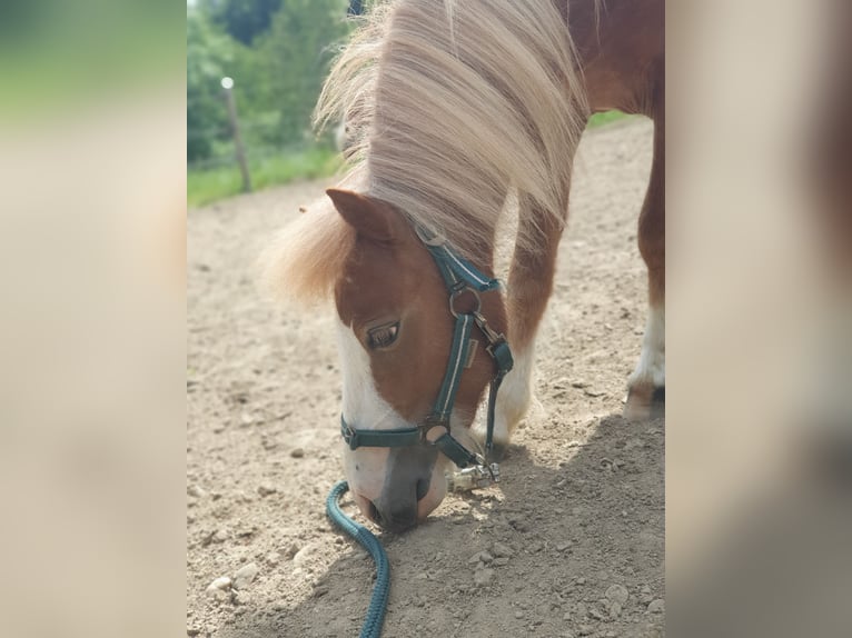 Shetland Ponys Hengst 2 Jaar 100 cm Vos in Schwabm&#xFC;nchen