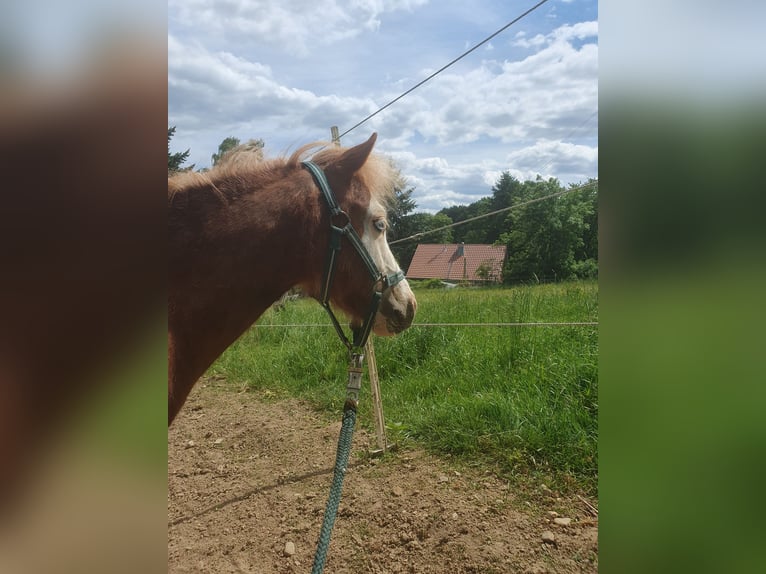 Shetland Ponys Hengst 2 Jaar 100 cm Vos in Schwabm&#xFC;nchen