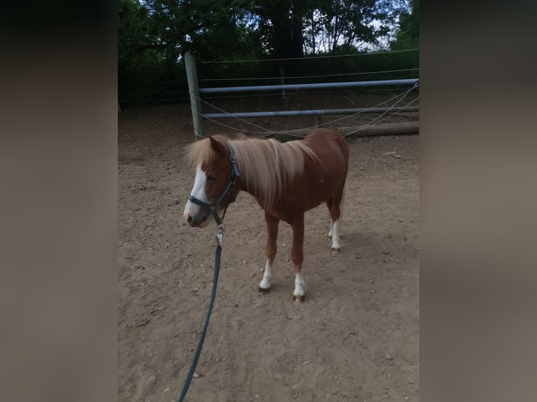 Shetland Ponys Hengst 2 Jaar 100 cm Vos in Schwabm&#xFC;nchen