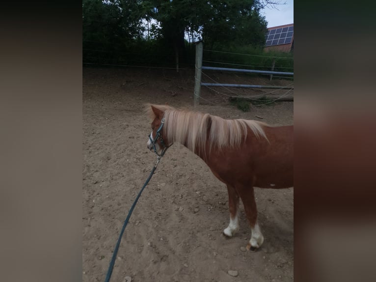 Shetland Ponys Hengst 2 Jaar 100 cm Vos in Schwabm&#xFC;nchen