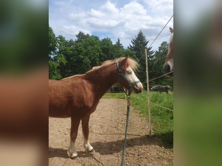 Shetland Ponys Hengst 2 Jaar 100 cm Vos in Schwabm&#xFC;nchen