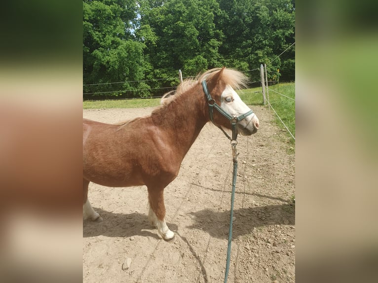 Shetland Ponys Hengst 2 Jaar 100 cm Vos in Schwabm&#xFC;nchen