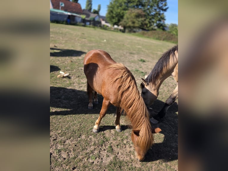 Shetland Ponys Hengst 2 Jaar 102 cm Vos in H&#xFC;ckelhoven