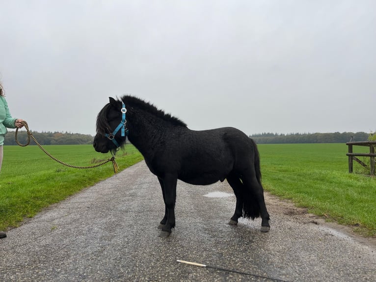 Shetland Ponys Hengst 2 Jaar 103 cm Zwart in Emmen
