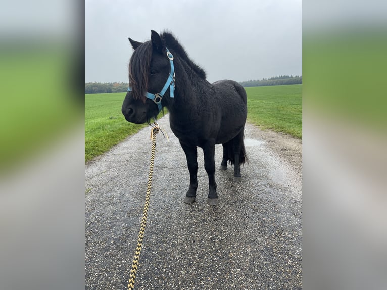Shetland Ponys Hengst 2 Jaar 103 cm Zwart in Emmen