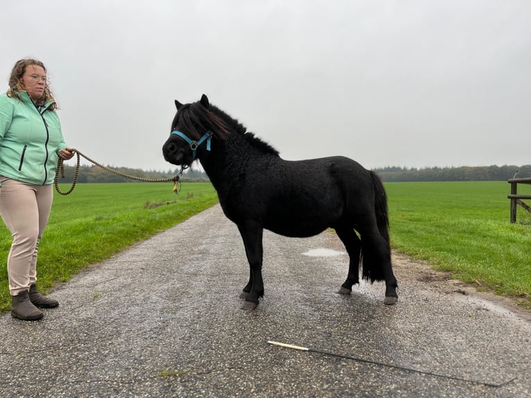 Shetland Ponys Hengst 2 Jaar 103 cm Zwart in Emmen