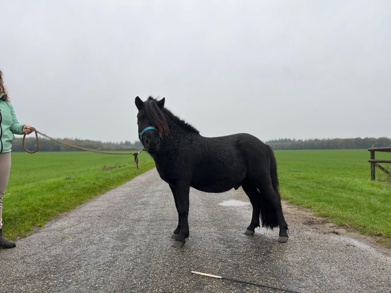 Shetland Ponys Hengst 2 Jaar 103 cm Zwart in Emmen