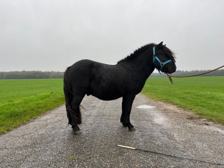 Shetland Ponys Hengst 2 Jaar 103 cm Zwart in Emmen