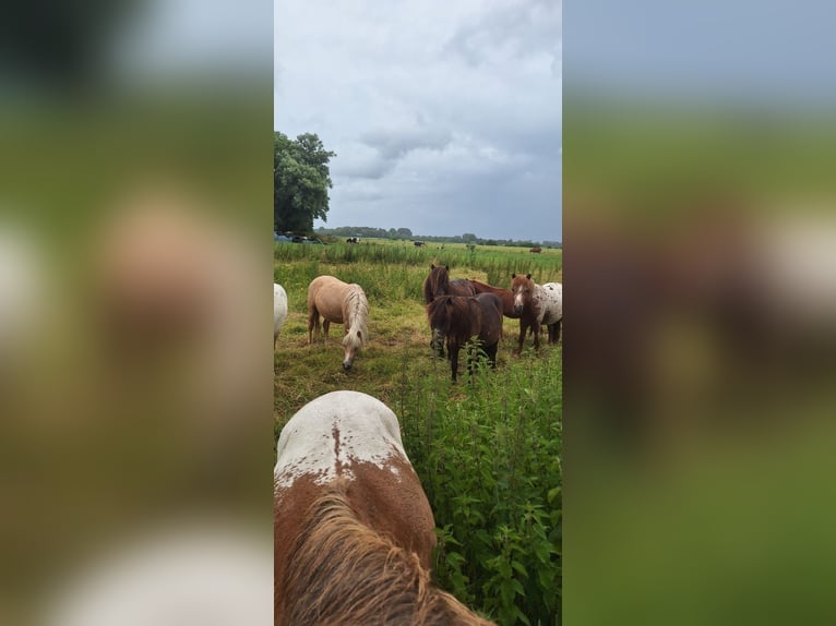 Shetland Ponys Hengst 2 Jaar 105 cm Appaloosa in Misselwarden