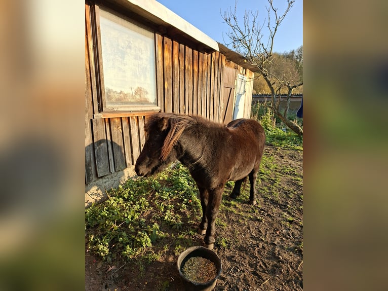 Shetland Ponys Hengst 2 Jaar 105 cm in Elsterwerda