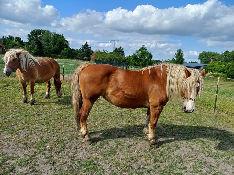 Shetland Ponys Hengst 2 Jaar 105 cm Vos in Treuenbrietzen
