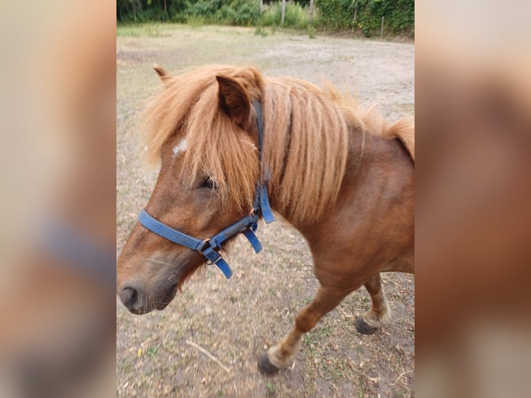 Shetland Ponys Hengst 2 Jaar 105 cm Vos in Treuenbrietzen