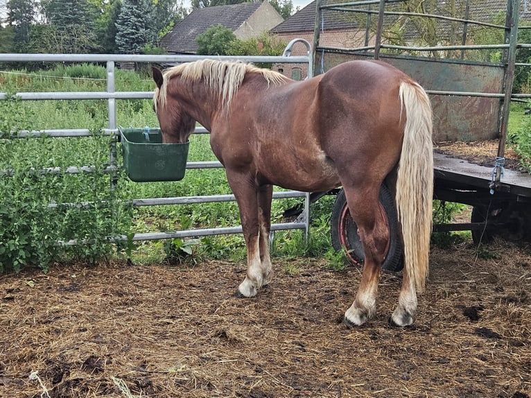 Shetland Ponys Hengst 2 Jaar 105 cm Vos in Treuenbrietzen