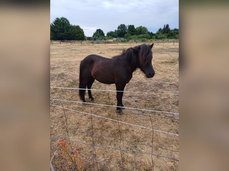 Shetland Ponys Hengst 2 Jaar 105 cm Vos in Treuenbrietzen