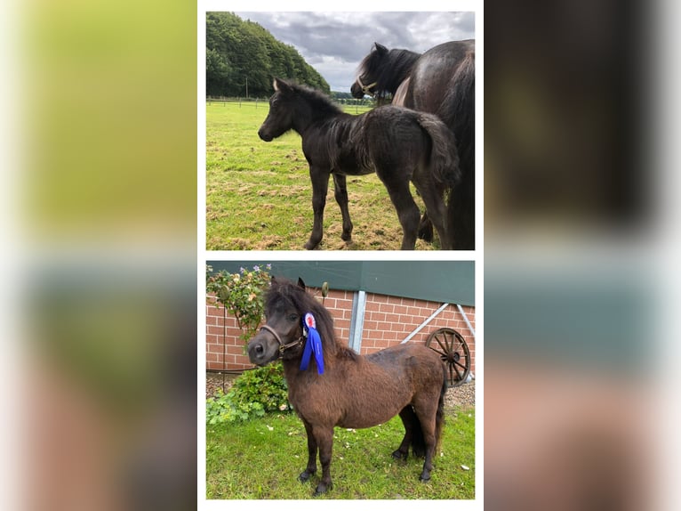 Shetland Ponys Hengst 2 Jaar 105 cm Zwart in Hürup OT Maasbüll