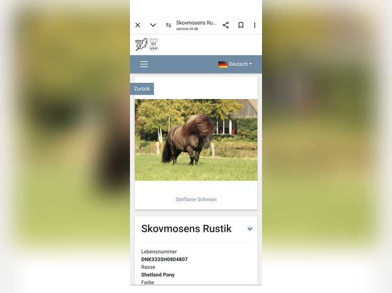 Shetland Ponys Hengst 2 Jaar 105 cm Zwart in Hürup OT Maasbüll