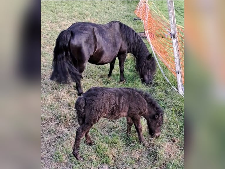 Shetland Ponys Hengst 2 Jaar 105 cm Zwart in Mauerkirchen