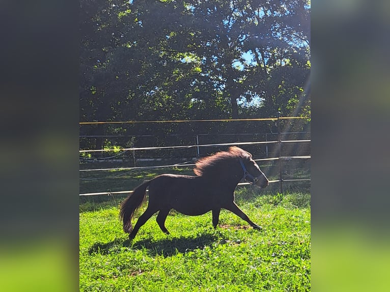 Shetland Ponys Hengst 2 Jaar 105 cm Zwart in Mauerkirchen