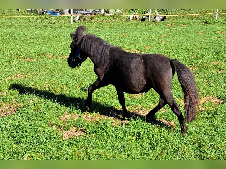 Shetland Ponys Hengst 2 Jaar 105 cm Zwart in Mauerkirchen