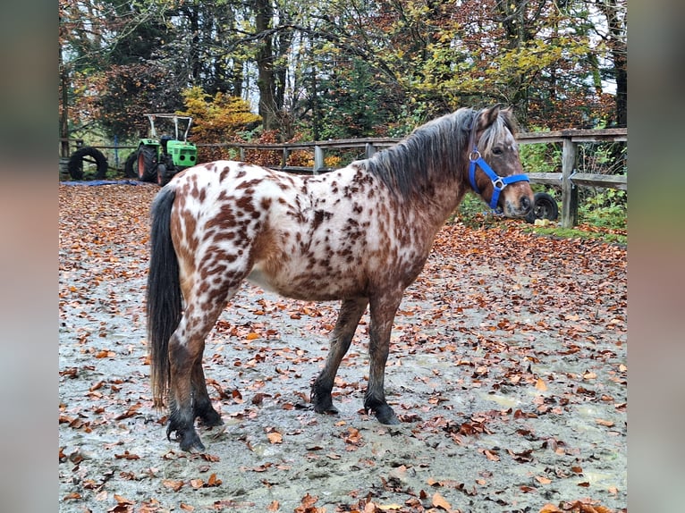 Shetland Ponys Hengst 2 Jaar 107 cm Appaloosa in Argenbühl