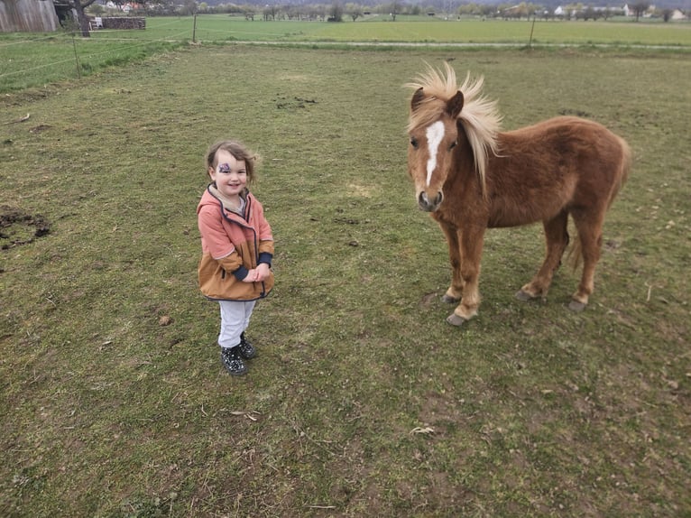Shetland Ponys Hengst 2 Jaar 110 cm Vos in Großostheim