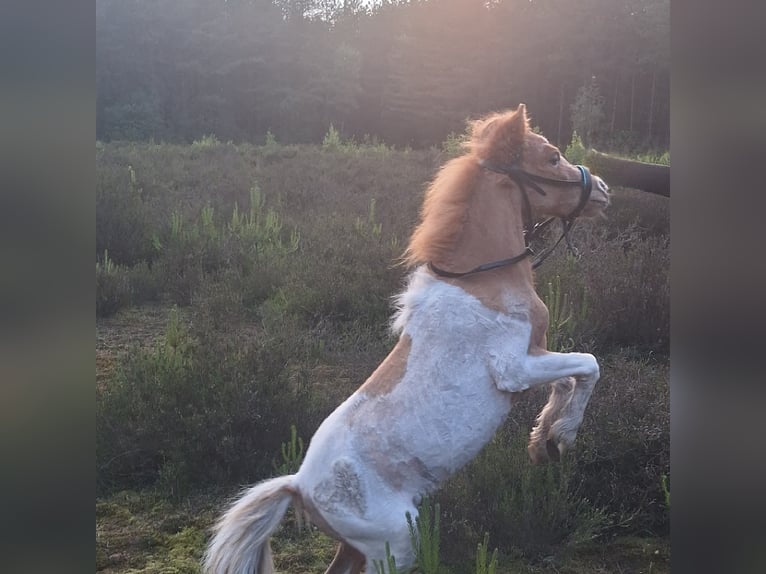 Shetland Ponys Hengst 2 Jaar 80 cm Gevlekt-paard in Pelt