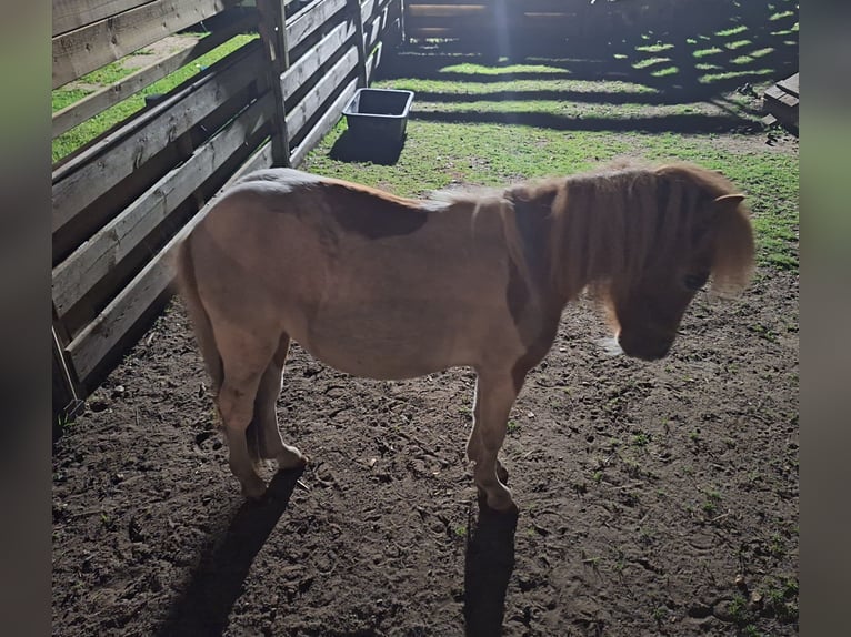 Shetland Ponys Hengst 2 Jaar 80 cm Gevlekt-paard in Pelt