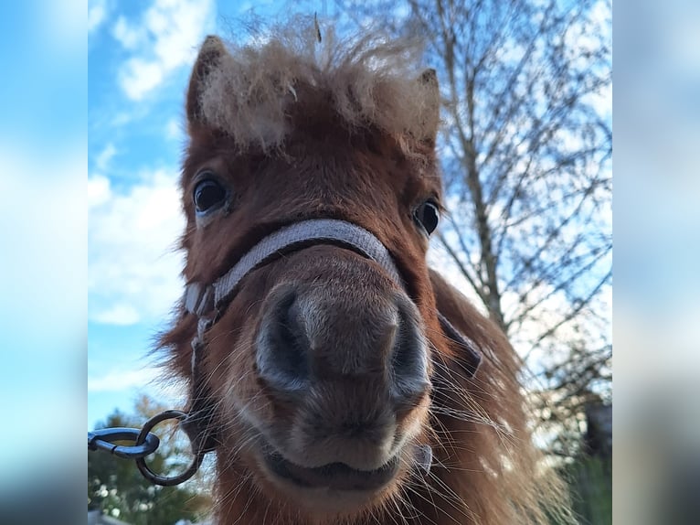 Shetland Ponys Hengst 2 Jaar 80 cm Gevlekt-paard in Pelt