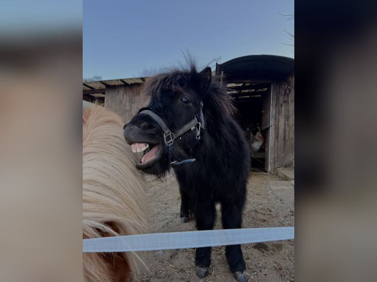 Shetland Ponys Hengst 2 Jaar 80 cm Zwart in Duderstadt