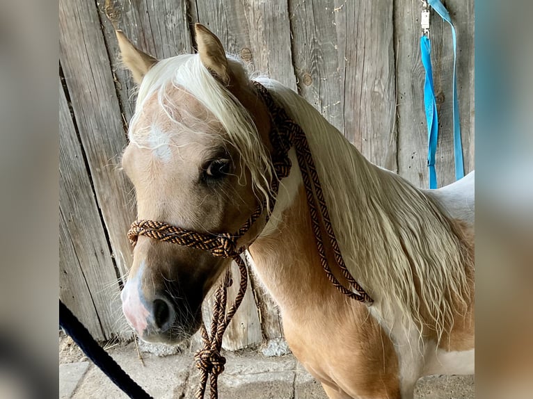 Shetland Ponys Hengst 2 Jaar 82 cm Gevlekt-paard in Porządzie