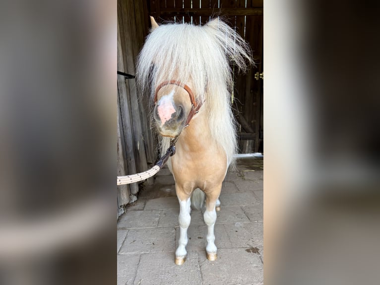 Shetland Ponys Hengst 2 Jaar 82 cm Gevlekt-paard in Porządzie