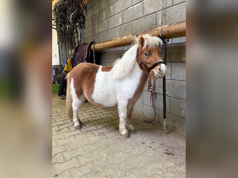 Shetland Ponys Hengst 2 Jaar 85 cm Gevlekt-paard in Daleiden