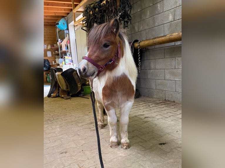 Shetland Ponys Hengst 2 Jaar 85 cm Gevlekt-paard in Daleiden