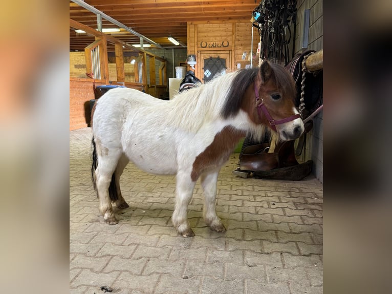 Shetland Ponys Hengst 2 Jaar 85 cm Gevlekt-paard in Daleiden