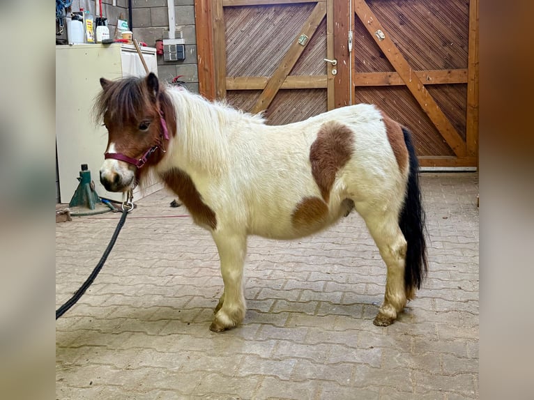 Shetland Ponys Hengst 2 Jaar 85 cm Gevlekt-paard in Daleiden