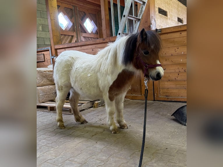 Shetland Ponys Hengst 2 Jaar 85 cm Gevlekt-paard in Daleiden