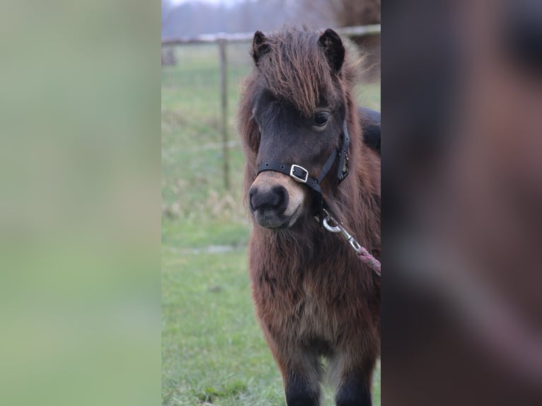 Shetland Ponys Hengst 2 Jaar 85 cm Gevlekt-paard in Haastrecht