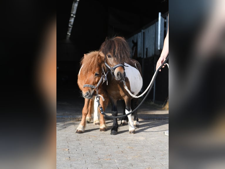 Shetland Ponys Hengst 2 Jaar 85 cm Gevlekt-paard in Geilenkirchen