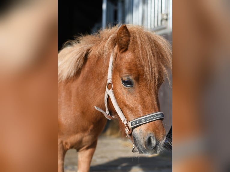 Shetland Ponys Hengst 2 Jaar 85 cm Gevlekt-paard in Geilenkirchen