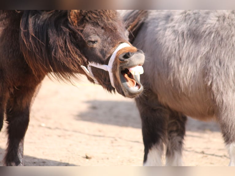 Shetland Ponys Mix Hengst 2 Jaar 87 cm Donkerbruin in Kasseburg