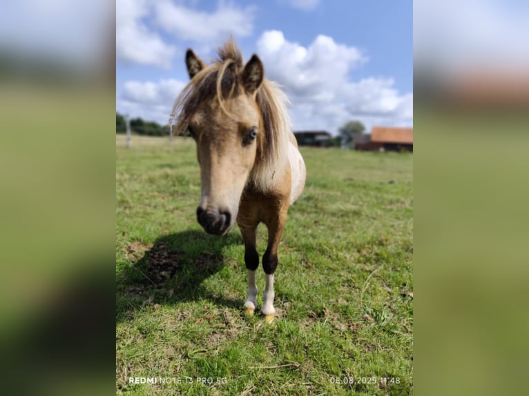 Shetland Ponys Mix Hengst 2 Jaar 87 cm Overo-alle-kleuren in Ostbevern