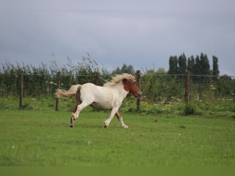 Shetland Ponys Hengst 2 Jaar 90 cm Gevlekt-paard in Dussen