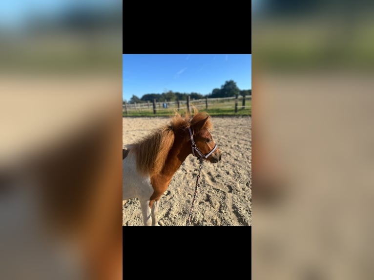 Shetland Ponys Hengst 2 Jaar 90 cm Gevlekt-paard in Bottrop