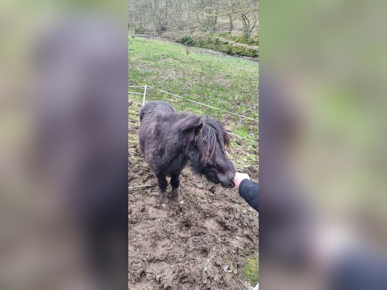 Shetland Ponys Hengst 2 Jaar 95 cm Zwart in Hemer