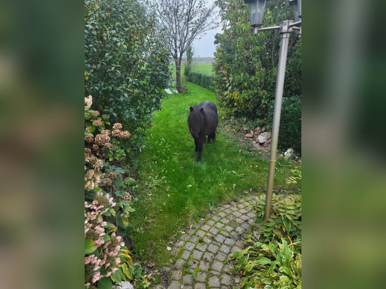 Shetland Ponys Hengst 2 Jaar 97 cm Zwart in Herpt