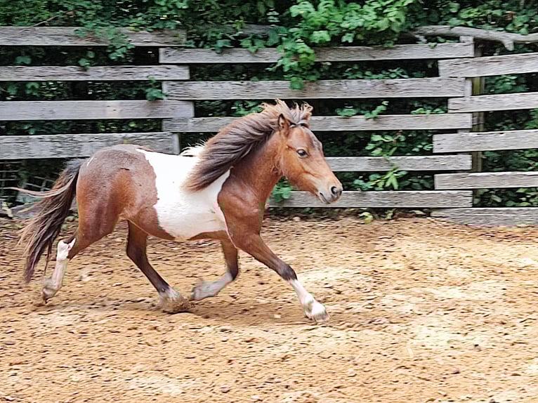 Shetland Ponys Hengst 2 Jaar 99 cm Gevlekt-paard in Mühlhausen