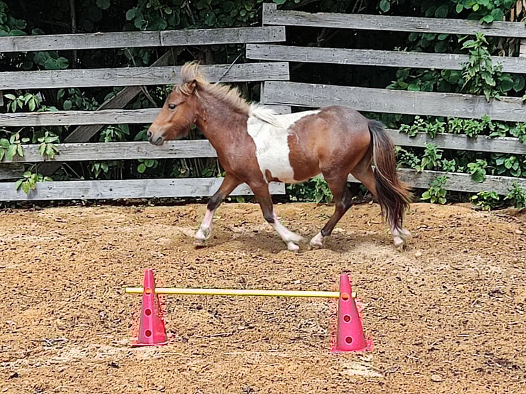 Shetland Ponys Hengst 2 Jaar 99 cm Gevlekt-paard in Mühlhausen