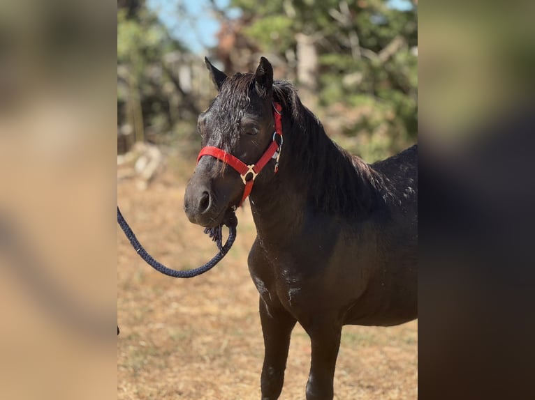 Shetland Ponys Hengst 2 Jaar 99 cm Zwart in Marigny