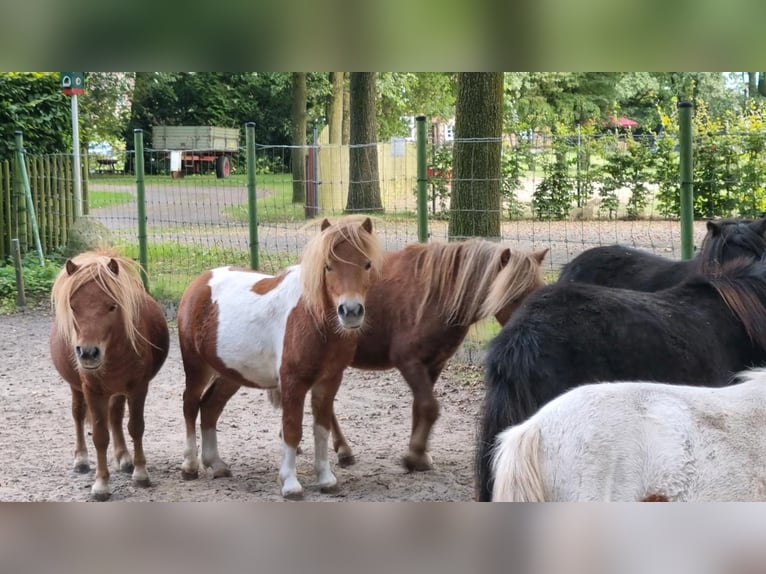 Shetland Ponys Mix Hengst 2 Jaar in Verl